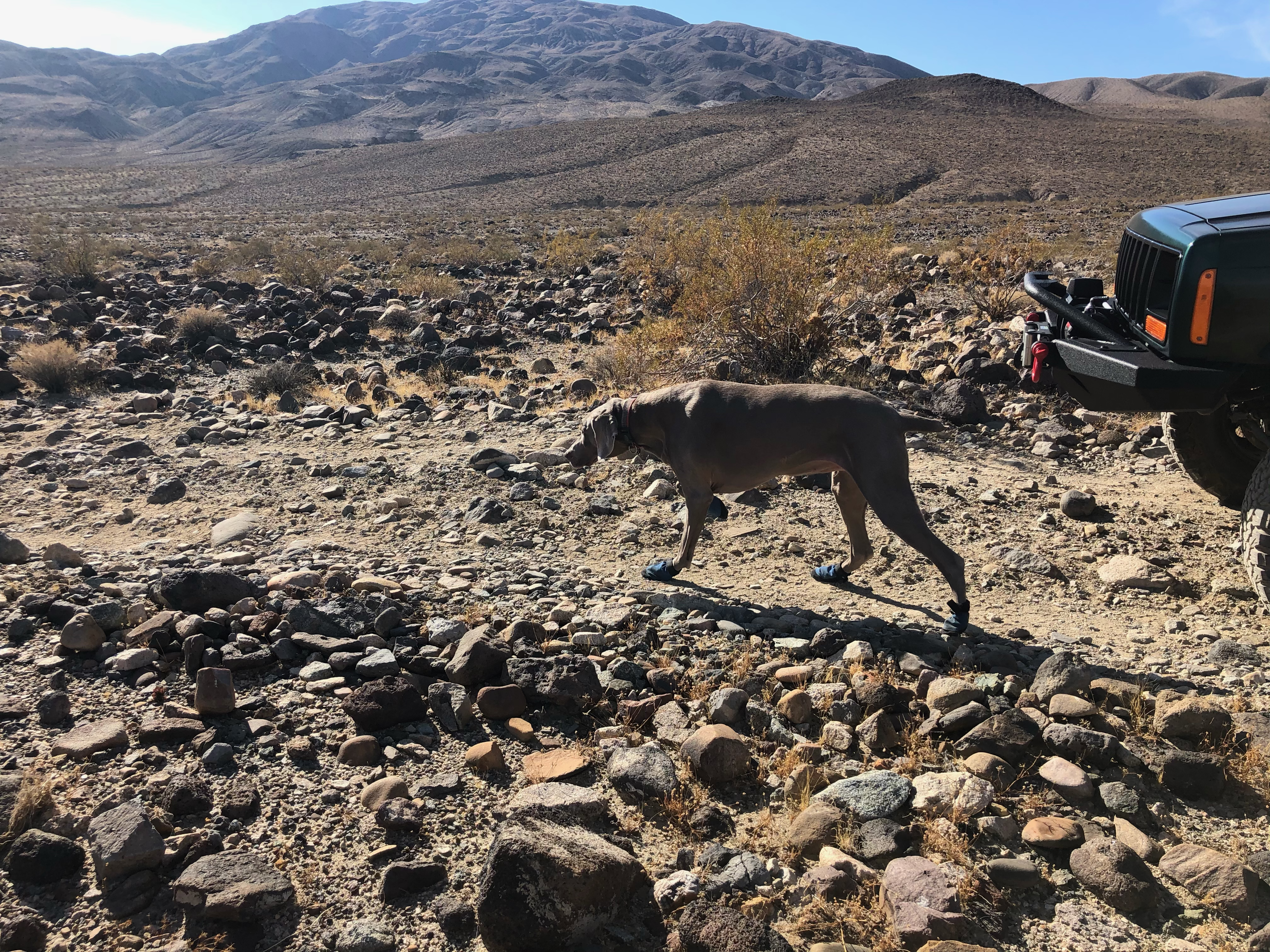Dog wearing booties walking on rocks